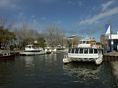 Tigre